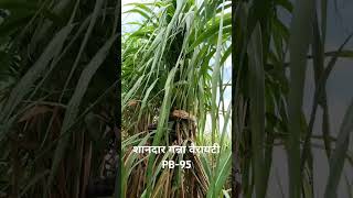 Sugarcane variety pb 95 pb95 farming agriculture farmer [upl. by Seigler]