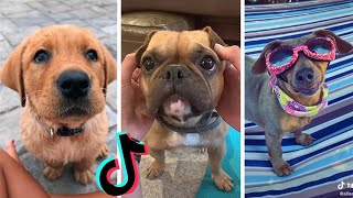 Awesome Dogs of TikTok  Cutest amp Funniest Puppies on TIK TOK  2020 [upl. by Edorej]