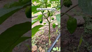 Habanero Peppers Low Maintenance Cash Crops cashcrop habanero viralshorts ytshorts youtube [upl. by Anyrak]