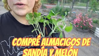 Transplante almacigos de sandía y melon [upl. by Annay691]