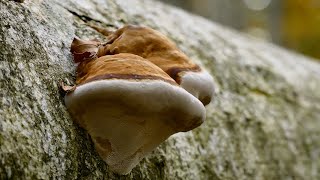 Gestione forestale e biodiversità saproxilica  05  Funghi muschi e licheni [upl. by Lenuahs]