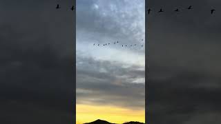 Geese Fly South From Scotland [upl. by Oralla]