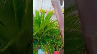 Cycas 🌿 plants [upl. by Eibur]