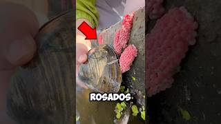 Los huevos de este caracol son una plaga educationalvideo viralshort viralvideo [upl. by Suoirtemed]