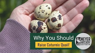 Why You Should Raise Coturnix Quail [upl. by Nivri]