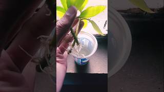 BryophilumPatharchatta plant propagation in water shorts trending [upl. by Mikes907]