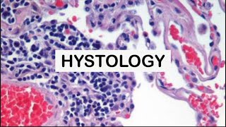 HISTOLOGY  EPITHELIUM  part1 [upl. by Yelreveb]