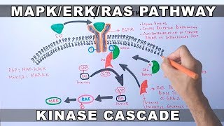 MAPKERK Signaling Pathway [upl. by Kolva]