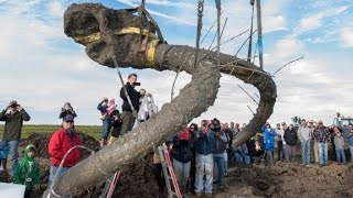 Farmer uncovers 11000yearold mammoth [upl. by Enogitna71]