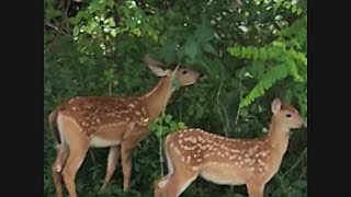 Natural Born Tree Trimmers  BabyDeer Browse WildLife  nature’sbeauty [upl. by Solracesoj]