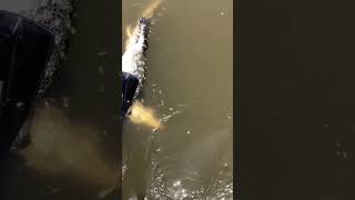 Catfish Noodling Gone Wrong skifflife alligator [upl. by Engdahl]