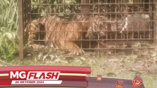 Harimau Masuk Perangkap Dihantar Ke Sungkai MGFlash [upl. by Smaj889]