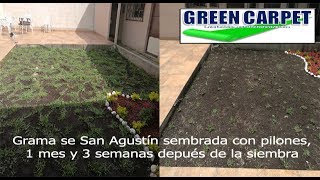 Grama de San Agustín sembrada con pilones o almácigos 3 [upl. by Alle]