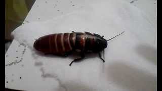 Molting Madagascar Hissing Cockroach [upl. by Aserahs]