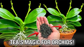 Total Root Orchids 14  You’ll Be Amazed at How Tea Can Benefit Your Orchids [upl. by Nahem370]