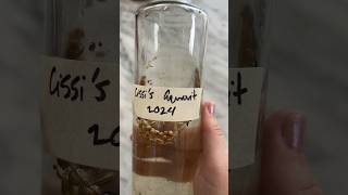 Homemade Aquavit  simple easy fun [upl. by Wunder]