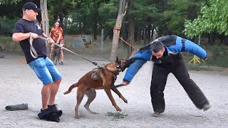 Дрессировка СОБАК ТЕЛОХРАНИТЕЛЕЙ Бельгийская овчарка Малинуа и Голландская Хердер СТРАЖ Одесса [upl. by Stauffer349]