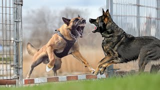 Malinois VS German Shepherd [upl. by Ziladnerb]