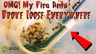 My Pet Fire Ants Broke Loose Everywhere [upl. by Notyarb]