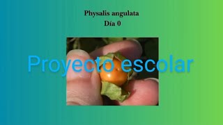 Timeline  crecimiento de physalis angulata  Proyecto escolar  InformáticaProyecto 1 [upl. by Diraj]