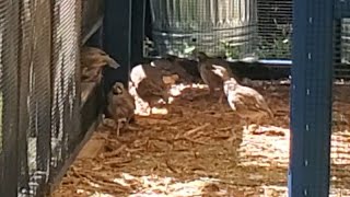 My Chukar Partridges Moved In With The Chickens [upl. by Nide87]