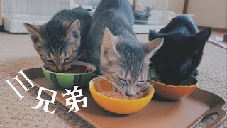 ご飯たべて幸せ元気保護猫三兄弟 [upl. by Corissa]