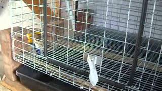 Video 3  Rabbit Cage Assembly [upl. by Eppes815]