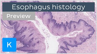 Esophagus normal histology slides diagrams guide preview  Human histology  Kenhub [upl. by Nnyleuqcaj]