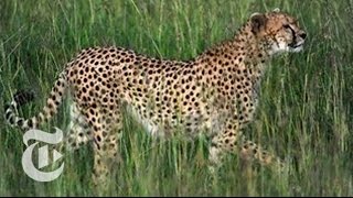 The Cheetahs Killer Agility  ScienceTake [upl. by Ocirnor556]