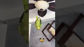 The funniest parrot😂🤣🤣 funny parrot funny birds parrot cute birds funny animals [upl. by Orual]