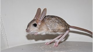 My pet Jerboa [upl. by Antebi]