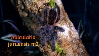 Avicularia juruensis m2 [upl. by Yolanda]