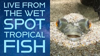 Steenfott Aquatics Live from The Wet Spot Tropical Fish Warehouse [upl. by Treboh]