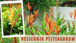 Heliconia Psittacorum  Parakeet flower  False bird of Paradise  Care amp Propagation [upl. by Craven]