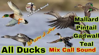 All ducks mix call sound  Mallard pintail gadwall teal duck best sound  Morgabi ki awaz [upl. by Labina]