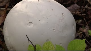 How to Identify and Eat White Puffball Mushrooms [upl. by Ricki]