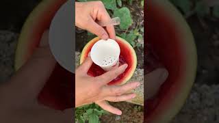 How to drink watermelon juese funny gamekhelkarpaisekamaye comedy summerfashion fashiontrends [upl. by Karilla]