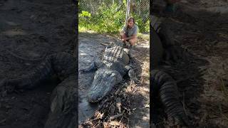 Snaggletooth the 14 Foot Gator🤯🤩 [upl. by Fabria953]