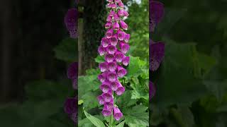 5 segredos sobre a Digitalis purpurea dedaleira [upl. by Blackman]