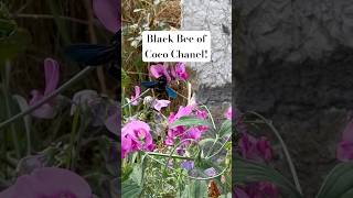 ASMR beautiful Black Beeabeille switzerland insectphotography insecte entomologie [upl. by Ennasirk]