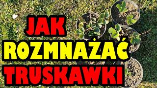 Jak rozmnażać truskawki 🍓 Ukorzenianie truskawek 🍓 [upl. by Sekoorb665]