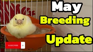 2024 may breeding update [upl. by Mcquoid]