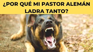 ¿Por Qué Mi PASTOR ALEMÁN LADRA Tanto Y Cómo Puedo Detenerlo [upl. by Sellihca591]