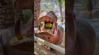 Watch Otto the Hippo Eat a Whole Watermelon zoo [upl. by Absalom]