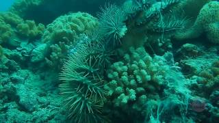 Vinegar A secret weapon in the fight against crownofthorns starfish [upl. by Loveridge293]