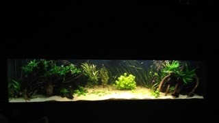 Planted tank 4 weeks in with Altum Angels [upl. by Seroled470]