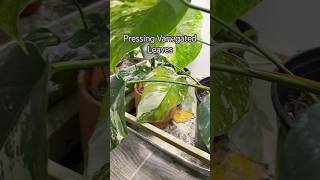 Pressed Leaves shorts plants propagation indoorplants garden leaves art nature [upl. by Hedwig456]