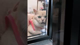 This bigheaded cat saw me in the kitchen and insisted on coming in to play [upl. by Fattal]