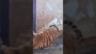 Tiger cubs involved in altercation [upl. by Atenahs]