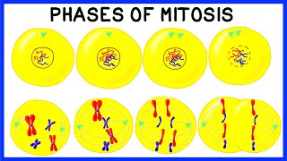 Phases of Mitosis and Cell Division [upl. by Irtimid]